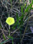 Merremia tridentata subsp. angustifolia