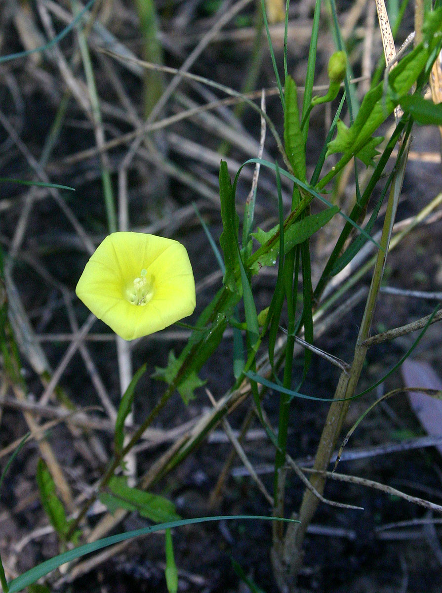 Merremia tridentata subsp. angustifolia