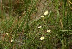 Merremia tridentata subsp. angustifolia