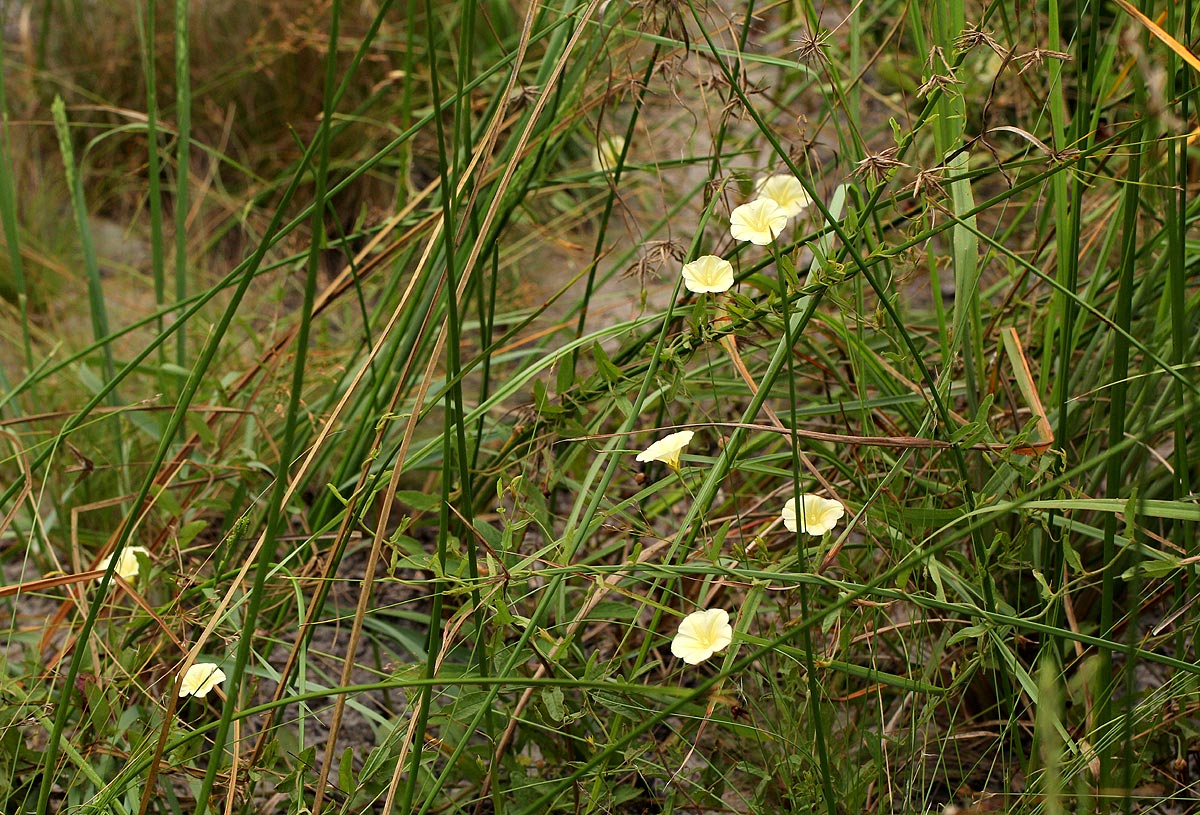 Merremia tridentata subsp. angustifolia