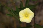 Merremia tridentata subsp. angustifolia