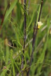 Merremia tridentata subsp. angustifolia