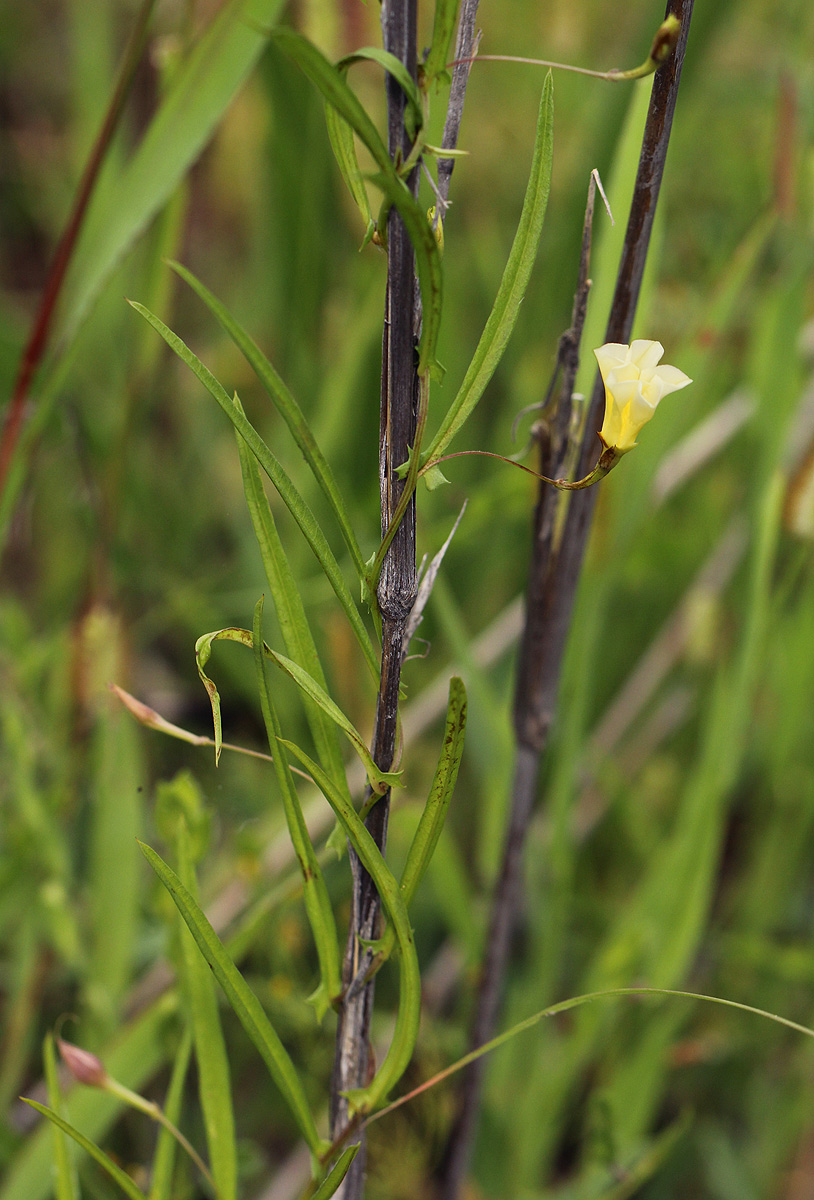 Merremia tridentata subsp. angustifolia