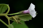 Astripomoea lachnosperma