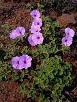 Astripomoea malvacea var. parviflora