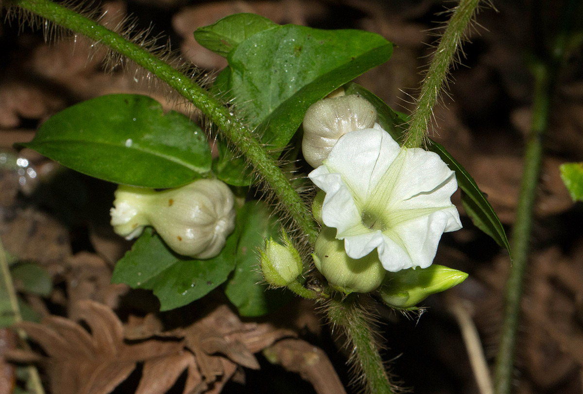 Lepistemon owariense