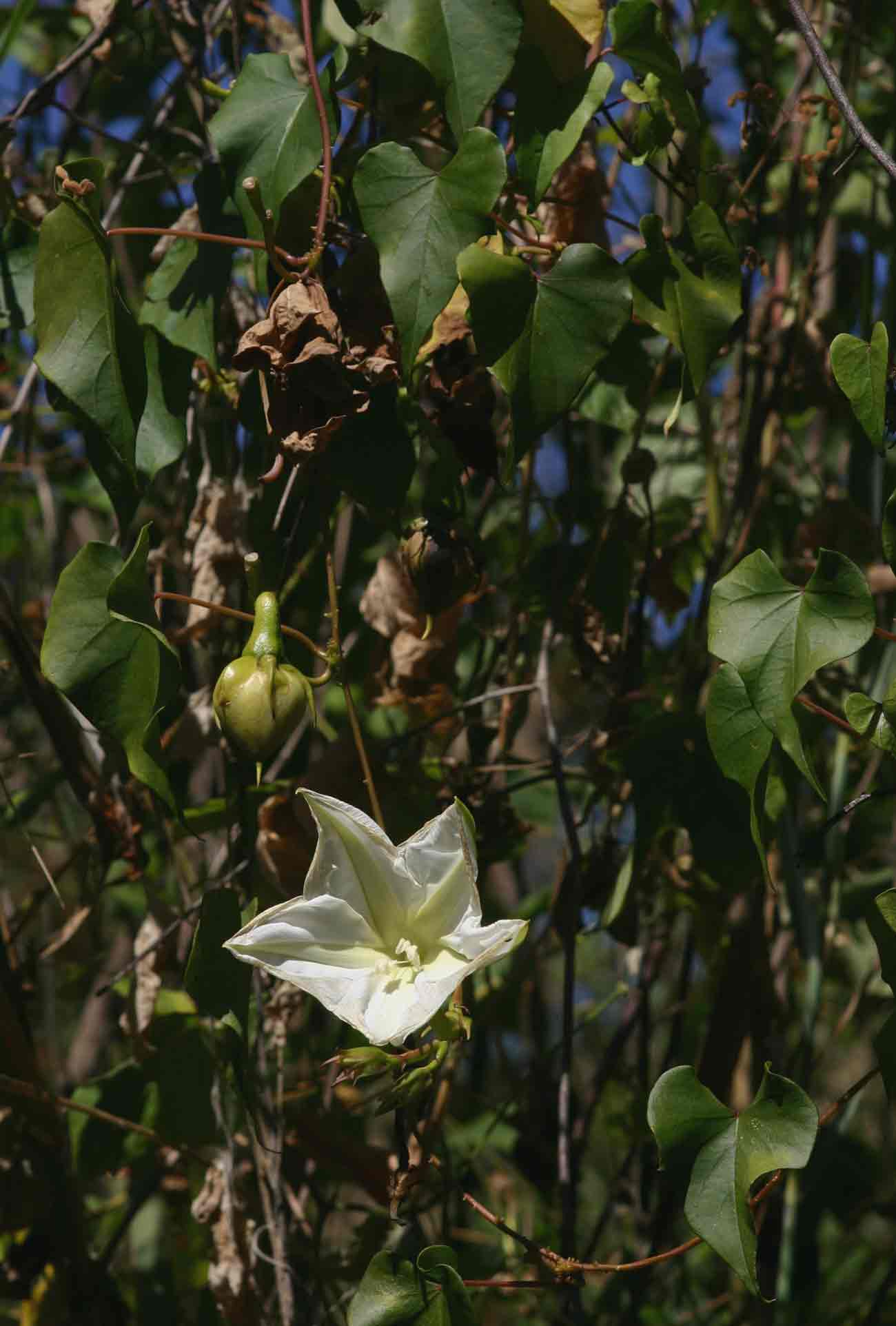 Ipomoea alba