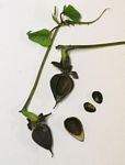 Ipomoea alba