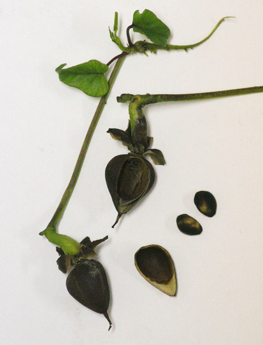 Ipomoea alba