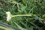 Ipomoea alba