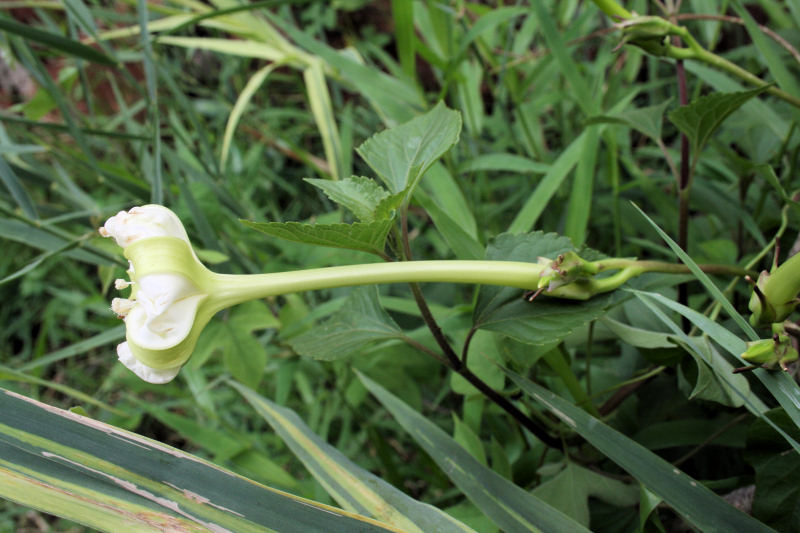 Ipomoea alba