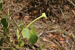 Ipomoea alba