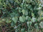 Ipomoea alba