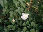 Ipomoea alba