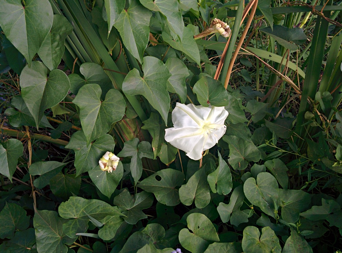 Ipomoea alba