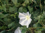 Ipomoea alba