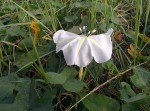 Ipomoea alba