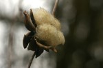 Ipomoea albivenia