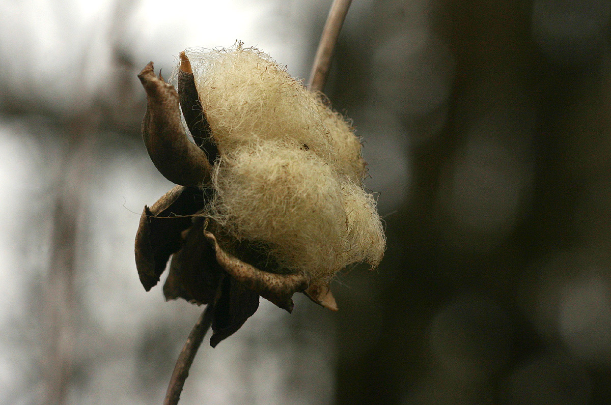 Ipomoea albivenia
