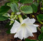 Ipomoea albivenia