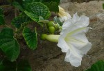 Ipomoea albivenia