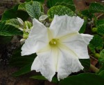 Ipomoea albivenia