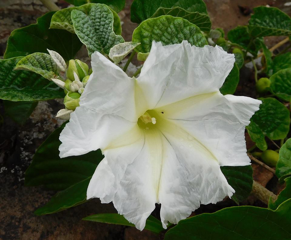 Ipomoea albivenia