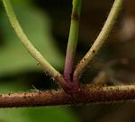 Ipomoea batatas