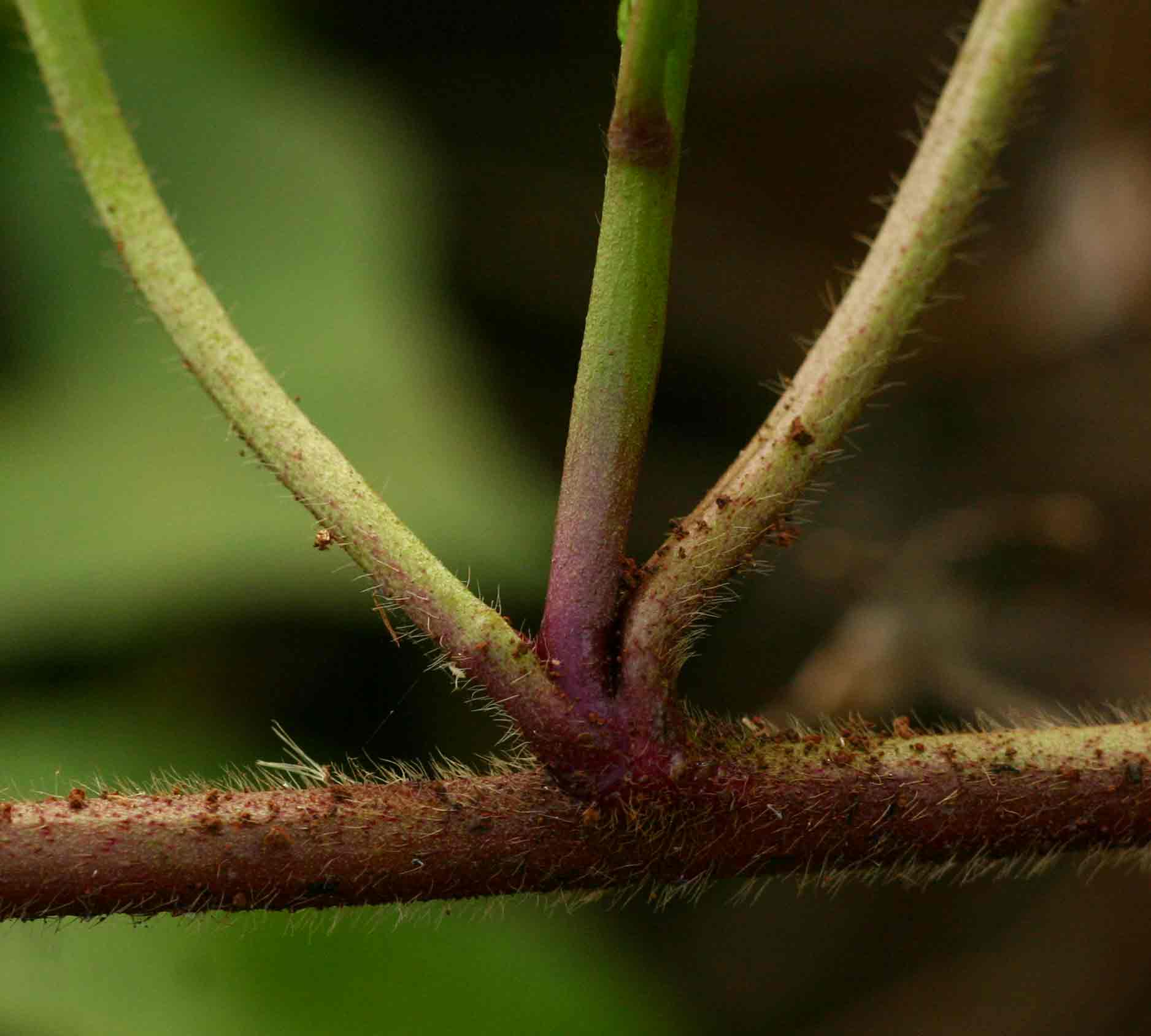 Ipomoea batatas