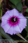 Ipomoea batatas
