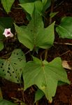 Ipomoea batatas