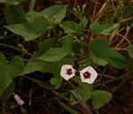 Ipomoea batatas