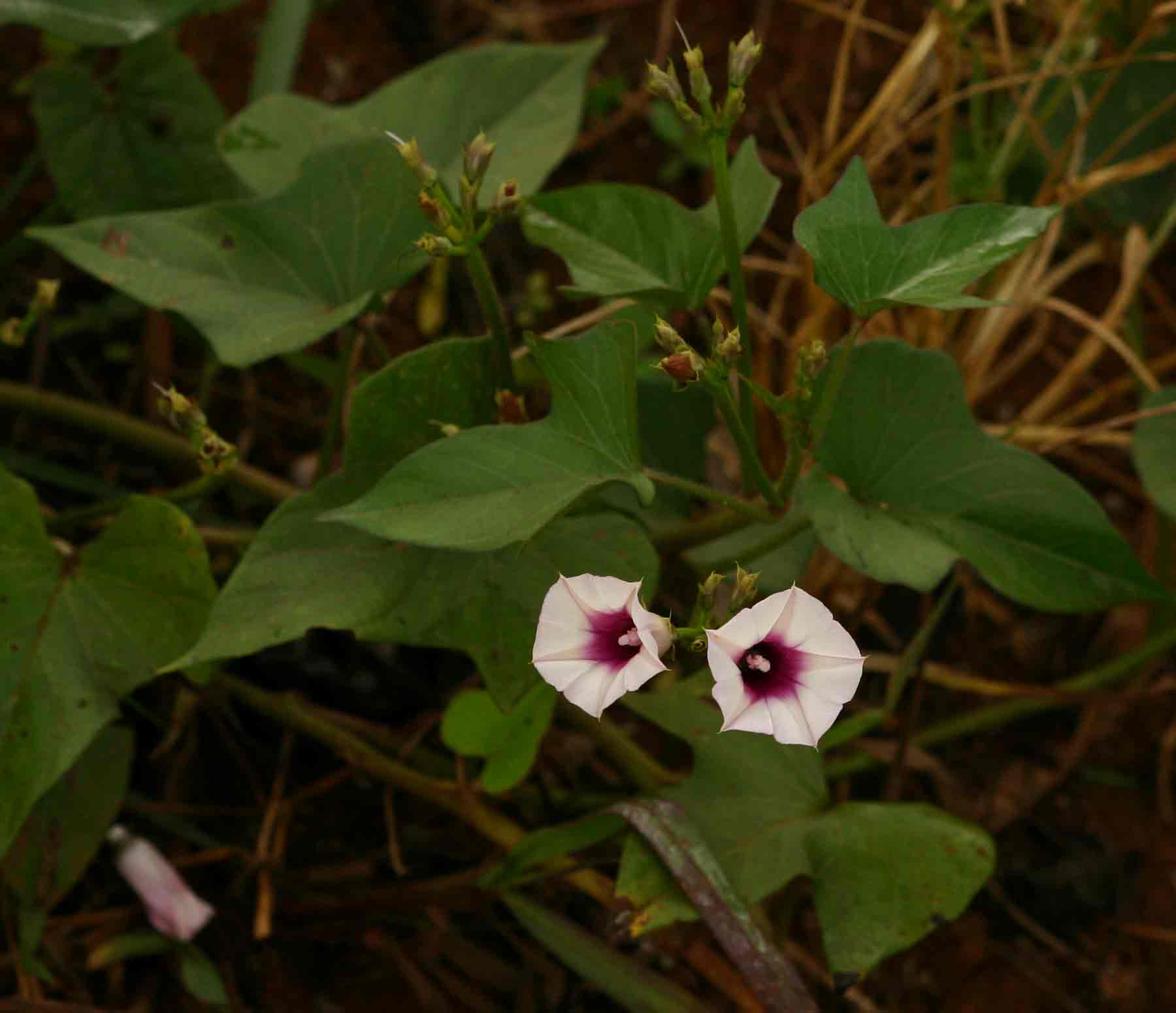 Ipomoea batatas