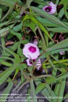 Ipomoea batatas