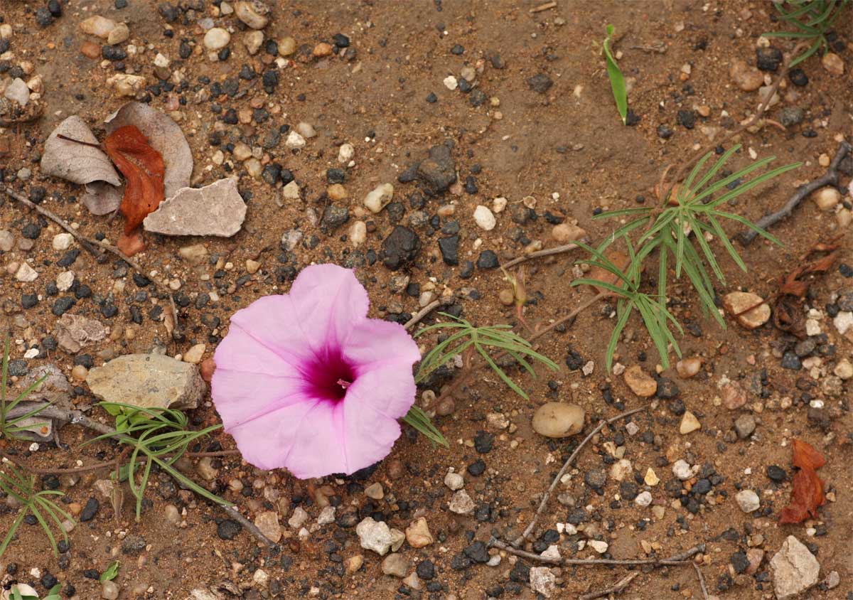 Ipomoea bolusiana