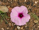 Ipomoea bolusiana