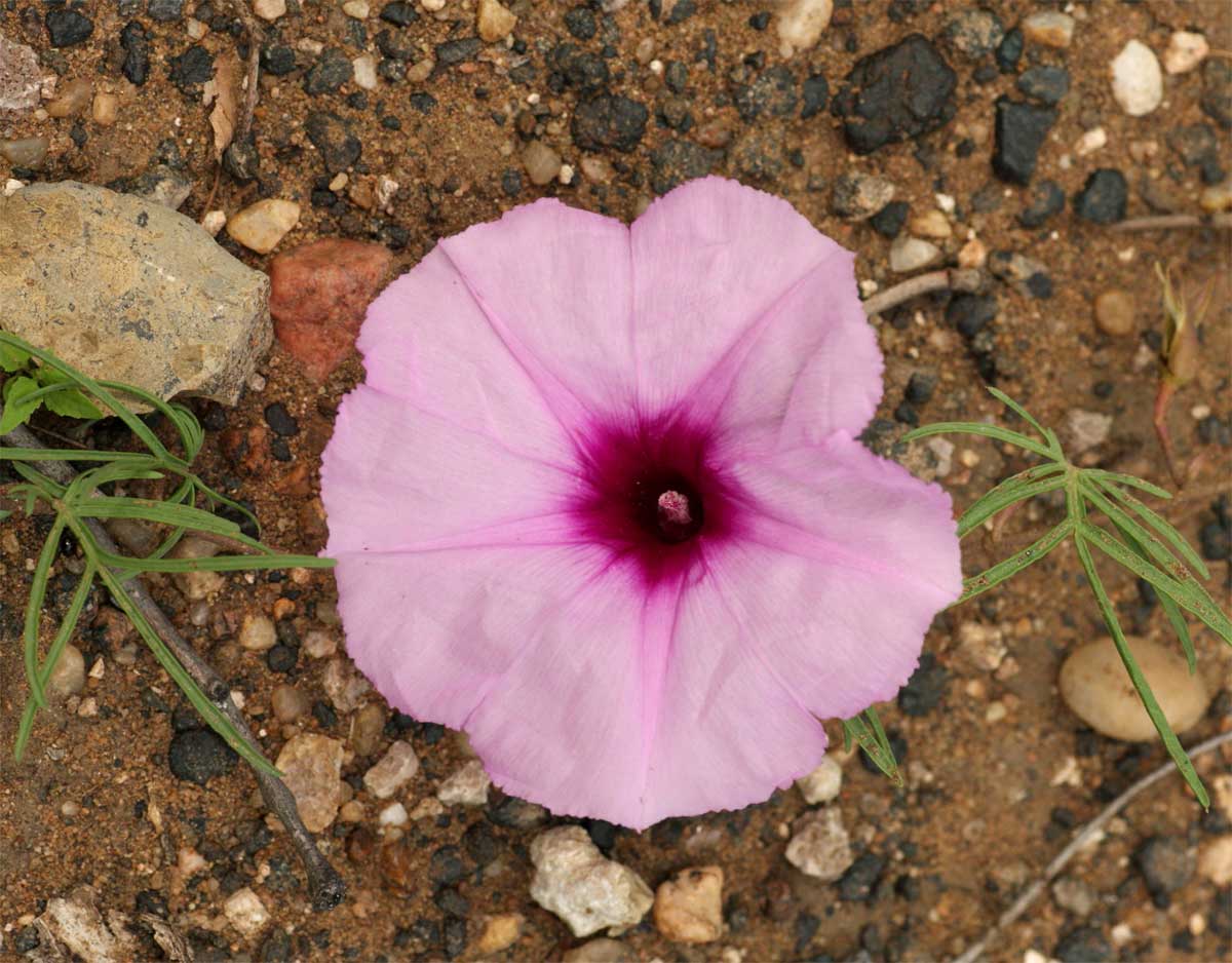 Ipomoea bolusiana