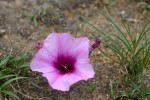 Ipomoea bolusiana