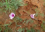 Ipomoea bolusiana