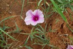 Ipomoea bolusiana