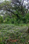 Ipomoea cairica var. cairica