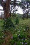 Ipomoea cairica var. cairica