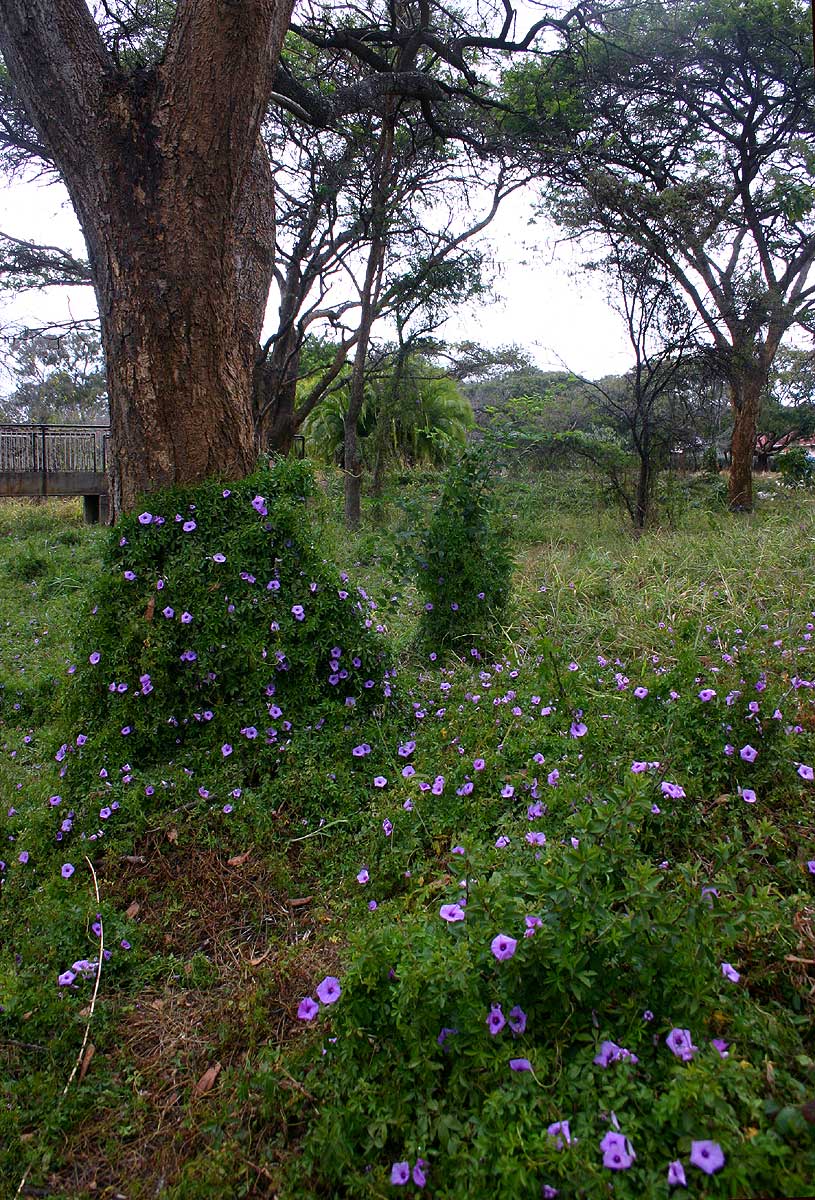 Ipomoea cairica var. cairica