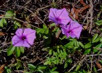 Ipomoea cairica var. cairica