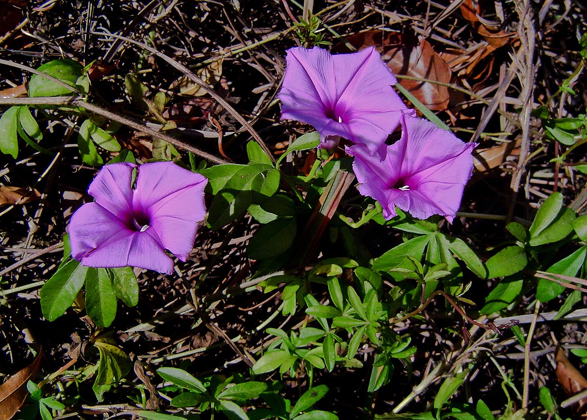 Ipomoea cairica var. cairica