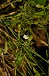 Ipomoea coptica var. coptica