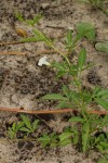 Ipomoea coptica var. coptica