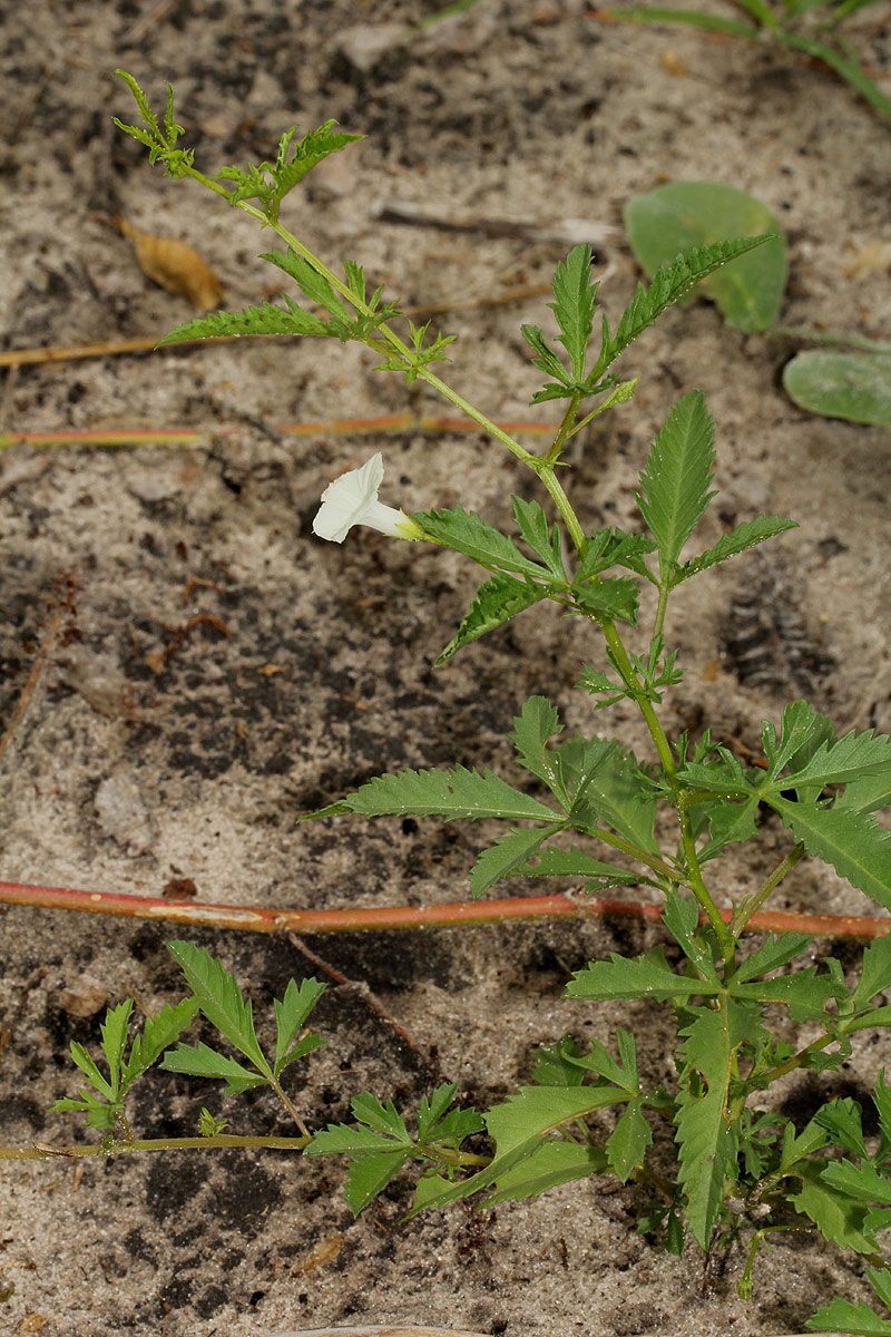 Ipomoea coptica var. coptica