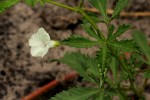 Ipomoea coptica var. coptica