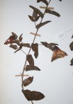 Ipomoea crassipes var. crassipes